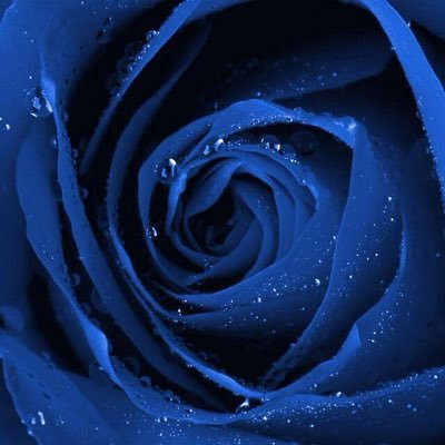 bluerose93_ Profile Picture