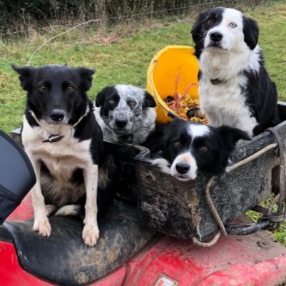 One man and his dogs, a welshman chasing sheep in Hampshire. Profitable, sustainable, regenerative agriculture. Grass to meat!