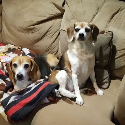4 x beagle momma, wife, educator, life long learner.
