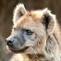 Yeen Booper