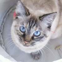和猫研究所🐾獣医学博士「猫はなぜごはんに飽きるのか」発売中🎶🐱 (@jpn_cat_lab) 's Twitter Profile Photo 和猫研究所🐾獣医学博士「猫はなぜごはんに飽きるのか」発売中🎶🐱 (@jpn_cat_lab) 's Twitter Profile Photo