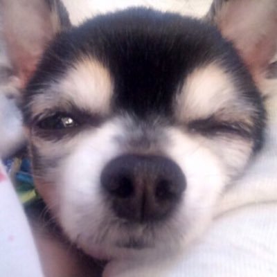 犬 行方不明 捜索中 未解決 拡散希望 拡散希望 ペットホテルに預けていましたが いなくなってしまいました 探しています 日時 19年1月1日 火 17時頃 場所 千葉市中央区亥鼻 亥鼻公園付近 犬種 チワワ ブラック 左目 白内障 性別