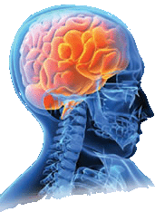 BrainSupport's profile picture. Brain Support, Brain Nutrition and Brain Health is what we are all about.