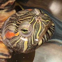 1 and Only Stevie J Turtle (@stephenjturtle) 's Twitter Profile Photo 1 and Only Stevie J Turtle (@stephenjturtle) 's Twitter Profile Photo