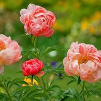 Ciya cutez1715 (@ccutez12) 's Twitter Profile