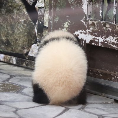 舞 いつも眠い 番組名 動物の赤ちゃんミニアルバム ジャイアントパンダ 和歌山 アドベンチャーワールド チャンネル Bsプレミアム 放送日時 2018年3月26日 月 Am11 00 11 15 15分間 舞 いつも眠い 番組名 動物の赤ちゃんミニアルバム ジャイアントパンダ 和歌山 アドベンチャーワールド チャンネル Bsプレミアム 放送日時 2018年3月26日 月 Am11 00 11 15 15分間
