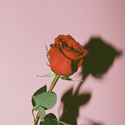 classiib's profile picture. I have no idea what I’m doing