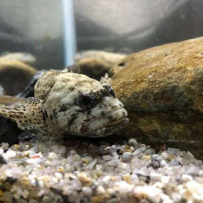 節巳 趣味垢 ヒラメの稚魚 天然は初めて見た
