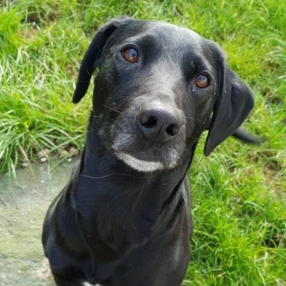 iancumiskey's profile picture. Father,husband,rowing coach and dog 🐕 walker. Leeds United fan.