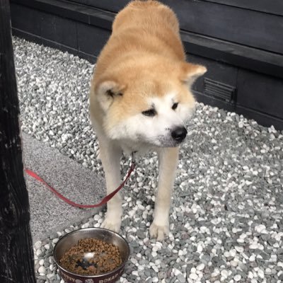 【仕事】データサイエンティスト【出身】秋田【趣味】剣道・高校野球・自転車・御朱印集め