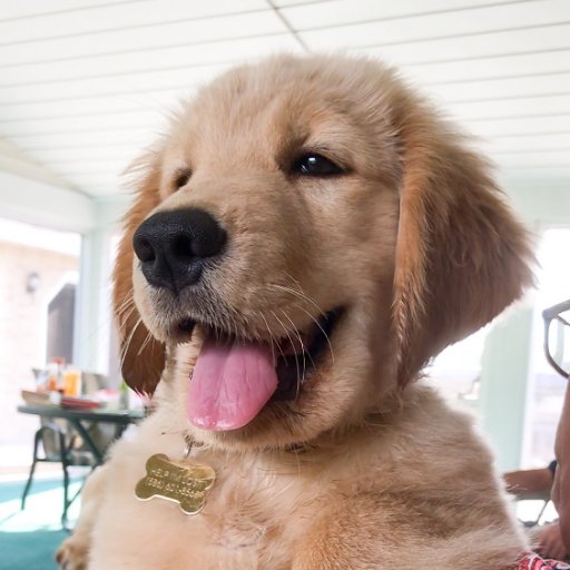 Tucker & Todd
Golden Retriever Father & Son                      My Shop: https://t.co/bqap3iNl11