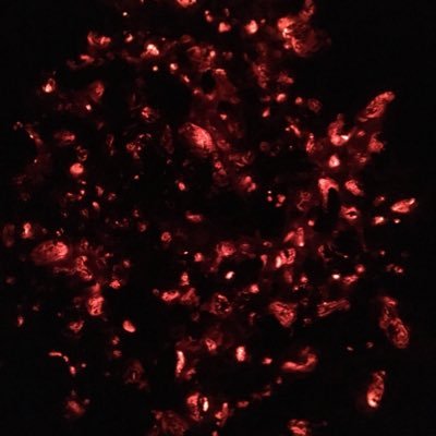 FoxShkeen's profile picture. 