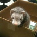 Amy Wolf Stevens - @amydeweeze - Twitter