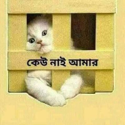 shakil84592304's profile picture. Xjx