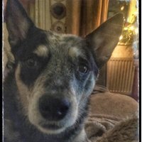 Diesel Bobs (@dieseldawwg) 's Twitter Profile Photo Diesel Bobs (@dieseldawwg) 's Twitter Profile Photo