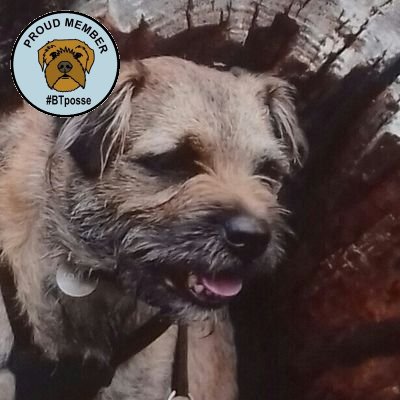 Happy go-lucky rehomed 11 year old Border Terrier. If it moves it's mine, especially Squirrells & Cats. I have a fur-bro Sprockerpoo called Benji.