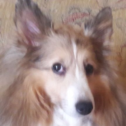 DEPLORABLE DOG ,PATRIOTIC  GUARDIAN  TRAVEL Companion SHETLAND SHEEPDOG LIVING WITH  MAGA  WESTERN  & EGYPT ANCIENT STUDIES HISTORIAN  BOOKS & BARKER