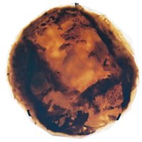 fourthland (@fourthland) 's Twitter Profile