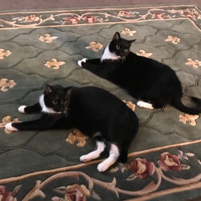 The awesome memories of two tuxedo cat brothers Meow Kitty Thing 1 & 2. We support all animals on this page. Let’s enjoy the good things in life with our pets.