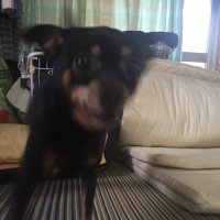 モルックおじさん🥖🎍川向こう心売り太郎 (@karakes5) 's Twitter Profile