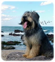 sapsaree368's profile picture. 천연기념물 제368호 삽살개 공식트위터. 동물매개치료, 독도지킴이견, 2011) IAAF 마스코트'Sarbi' [한국삽살개재단] / National Natural Monument #368 Old Korean Exorcising Dog