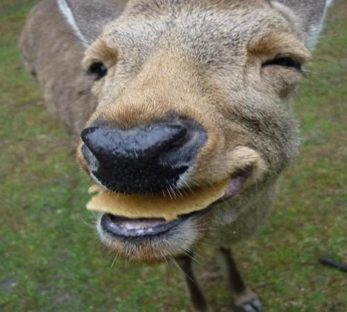 dorudorumate's profile picture. 鹿とせんべい