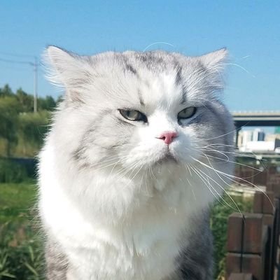 cathymoree's profile picture. Whatsapp: +8618858272066