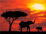 kenya_travels's profile picture. Kenya fascinating nature, massai and elephants. Travel news.