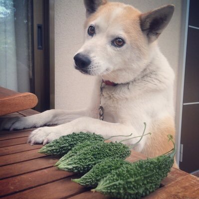 sawadidu's profile picture. TDJ67 ▶︎ 二浪 ▶︎ KUEE ▶︎ 電気系M1/簿記一級勉強中