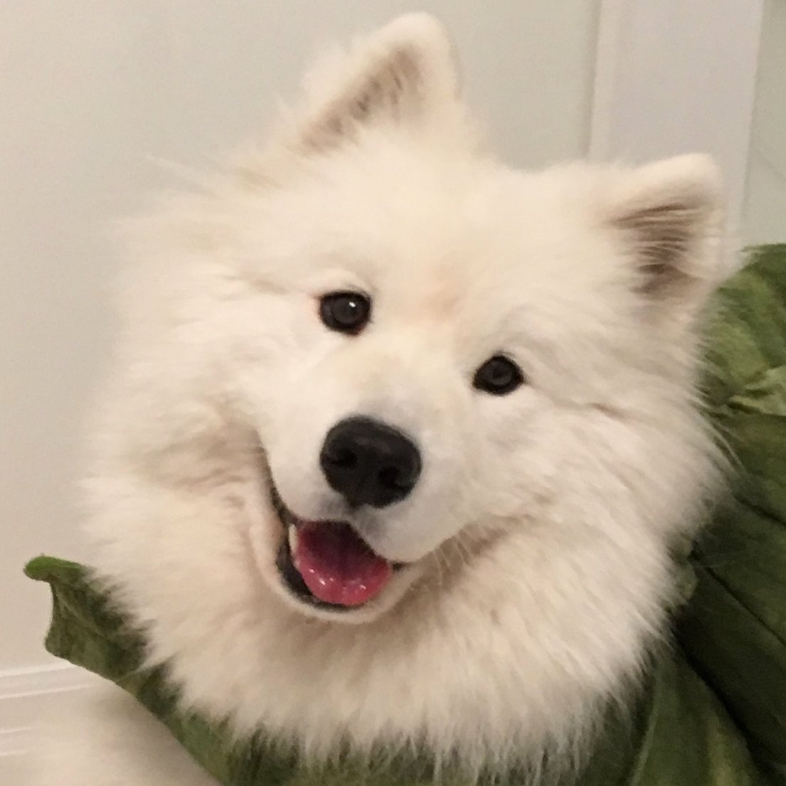 Proud brother to my amazing dog Alvin #Samoyed | Fascinated by the crossover between #medicine & #technology | Likes/Tweets ≠ Endorsement | #MedTwitter