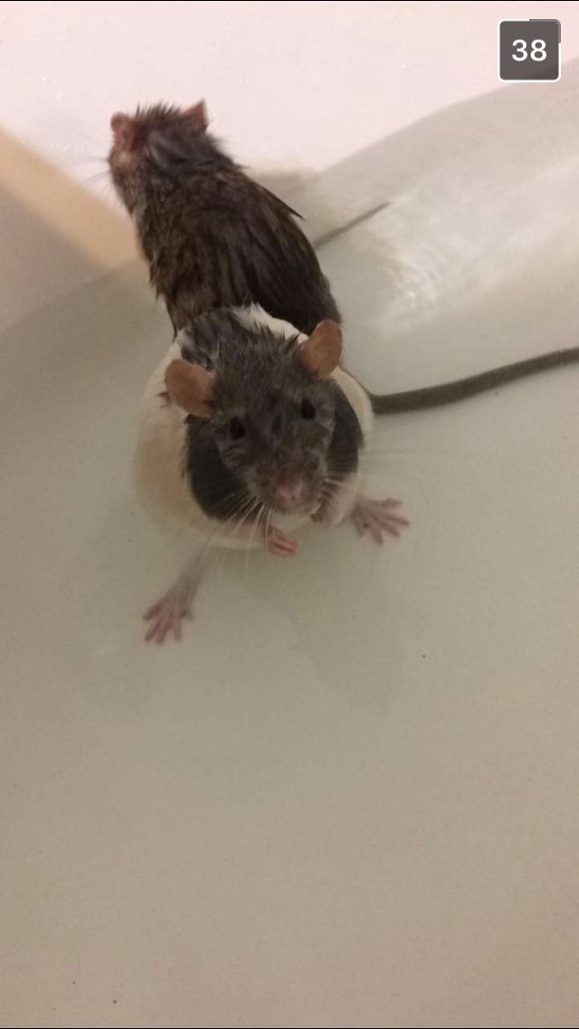 cautionlights's profile picture. hello?