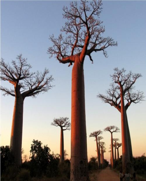 verykavalier's profile picture. horticulturist, urban gardener, photographer, audiophile, and occasional soccer coach. Views expressed are my own.