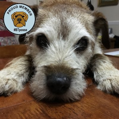 Archie The Sewing Dog 🌈OTRB 🌈 31.01.20 The founder #qwiltyclub @CraftArtisans Brofur to @bt_maggie @izzytheborder OTRB 19/3/19 & #btposse