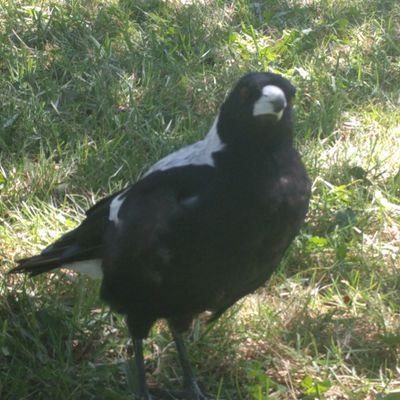 Gomasalty_EX's profile picture. ᓚᘏᗢ∠にゃーん