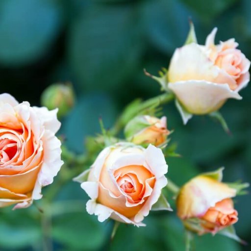 JR garden services is Based in Westbury and Specialises in Garden Maintenance, Call Joe Tel: 07824165469 or Email: joe@jrgardenservices.uk