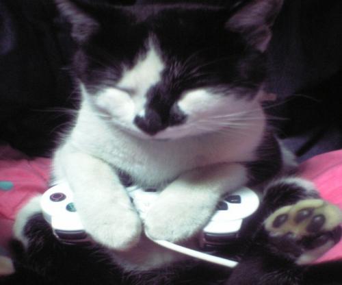 ns7_nya's profile picture. ねむねむにゃ