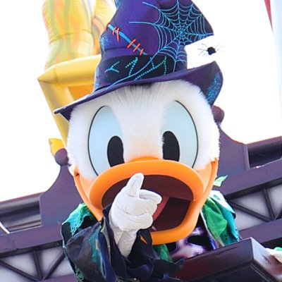 donaphoto's profile picture. 写真用