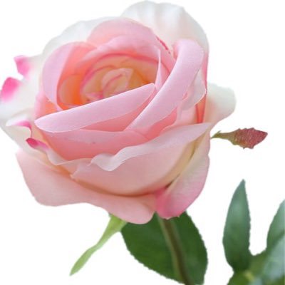 cindere88980092's profile picture. لا اله الا انت سبحانك اني كنت من الظالمين