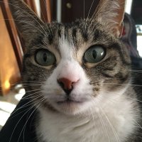 rosa (@rosasesanz) 's Twitter Profile