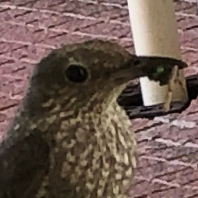 unoi2339's profile picture. たばこおいしいれす（＾ｑ＾）
プログラマー→SE→コンサル→事業会社SE→事業会社技系