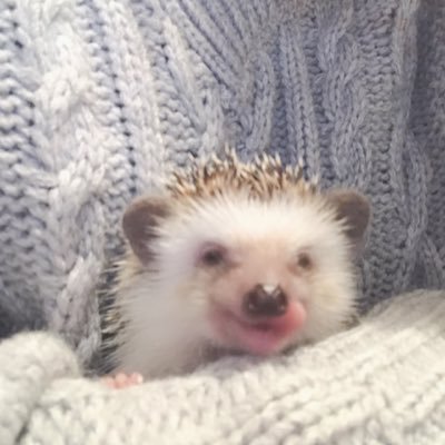 2代目ハリネズミのみるくちゃん🦔🐾   どなたでもフォローお願いします🦔🐾