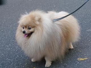 ぽぉ～めぇ～りあるで～す！！　ぽ～め～りあるで～す！！（はぁどっこい）
リアルにときめき、５匹目の飼い犬になったらしいトリセツが74分ある秘密結社ツーサイドアップ主宰。
BUCK-TICKとSUPER☆GiRLS（スパガ）のファンです。
インスタ https://t.co/eZuCHkVktK