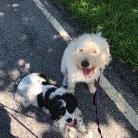 Piedmont Tilly (@oscarthedodle) 's Twitter Profile Photo