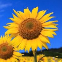 maruhimawari (@maruhimawari1) 's Twitter Profile Photo