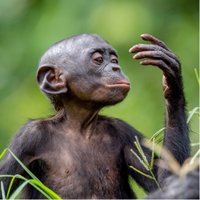 A Bonobo (@abonobofemea) 's Twitter Profile