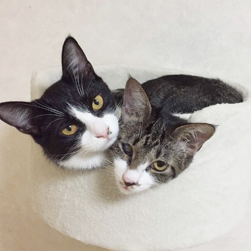 oka039's profile picture. 猫とからだに良いものやスイーツが好き😺焼酎・ワインも好き♪ 温泉旅行や食べ歩きも好き❗保護猫の姉妹猫と暮らしています☺️ コツコツ懸賞応募しています♪当選報告も頑張ってます😹関西出身。