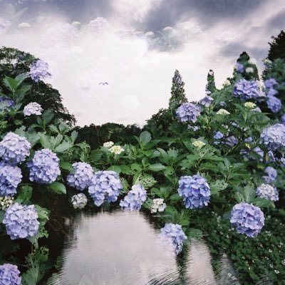 写真/フィルムカメラ photography/film camera contax RTS3 zeiss ikon zm