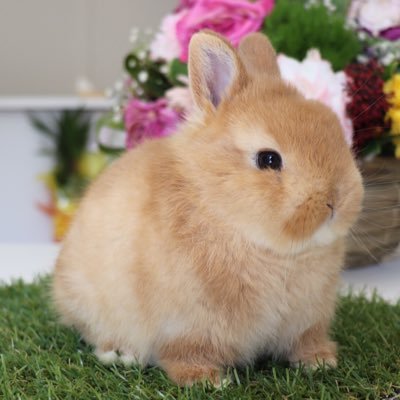 LupinusRabbitry Profile Picture