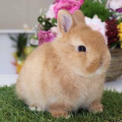 うさぎ専門店 Lupinus Rabbitry 可愛いホトちゃん兄妹 うさぎ専門店 Lupinus Rabbitry 可愛いホトちゃん兄妹