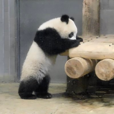 pandadada_45's profile picture. ✈️🐼